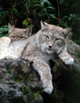 Lince boreal con sus crías