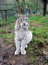 Uno de los felinos del zoo