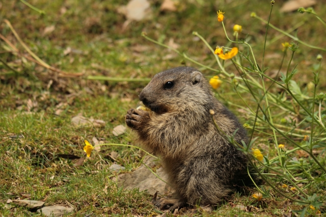 e-19635552-marmota-dreta-menjan15057303666006.jpg