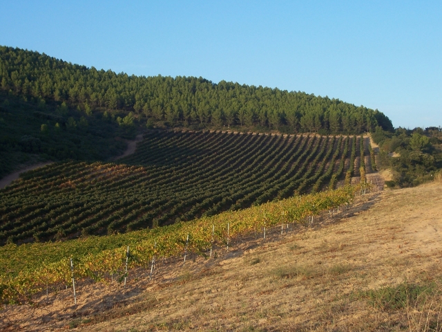 Merlot Arínzano