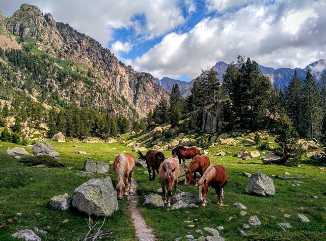 Caballos en la naturaleza