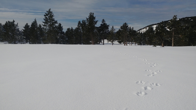  Fußspuren von Schneeschuhen im Schnee 