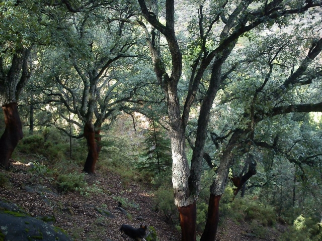  Wald 
