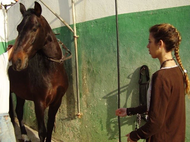 Acércate al mundo del caballo