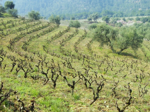  Weinberg 