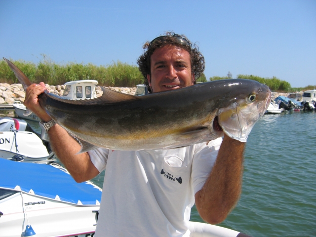 Serviola 13 kilos