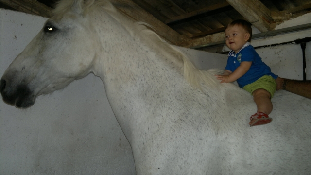  cavaliere 