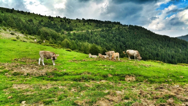 Animales en el campo