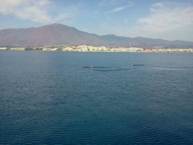  Cetáceos ao largo da costa 