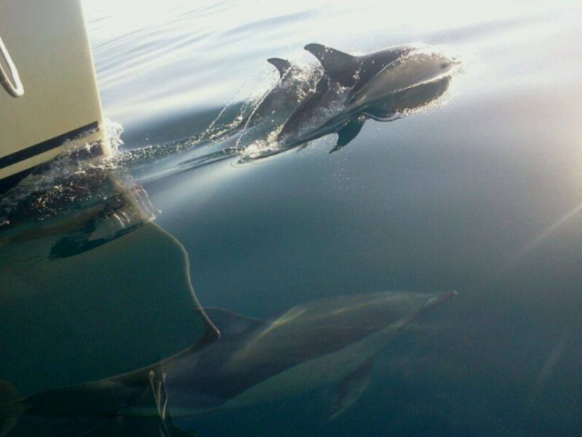  Golfinhos em grupo na proa 