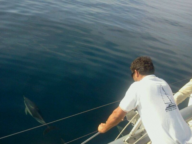  O golfinho passa perto do barco 