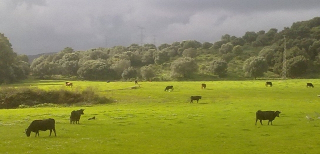paseo al campo