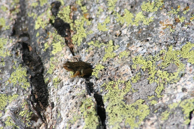  Frog on the rock 