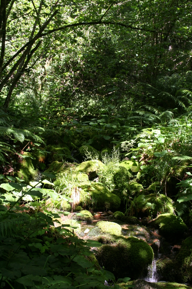  Streams and plant extensions 