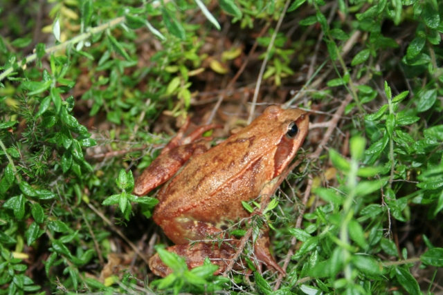  Frog among the vegetation 