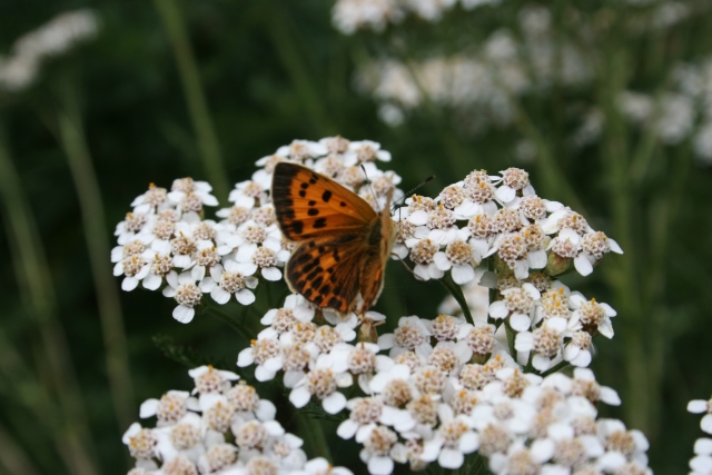  Butterfly on the flowers 