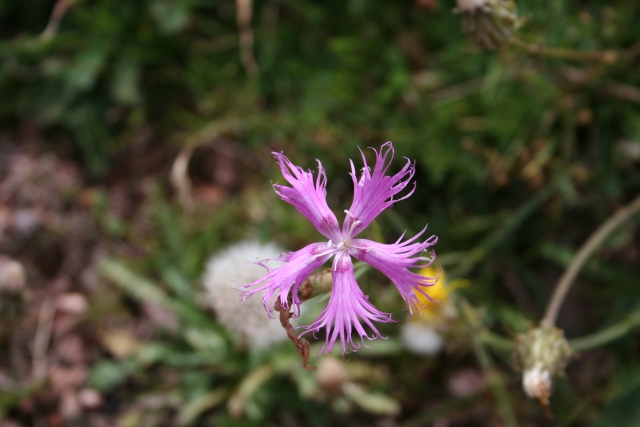  Botanical route, contact with nature 