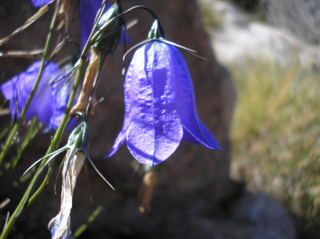  Bluebells in the field 