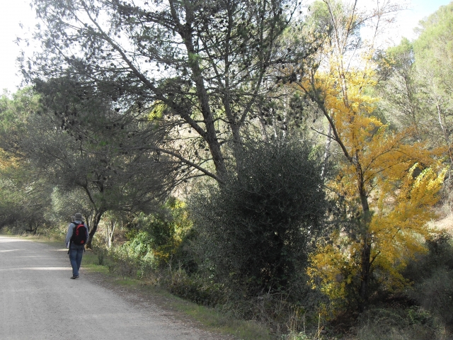 Montes de Málaga Botanical Walk 