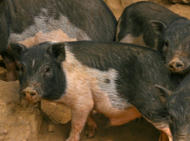  porcelets au zoo de Castellar 