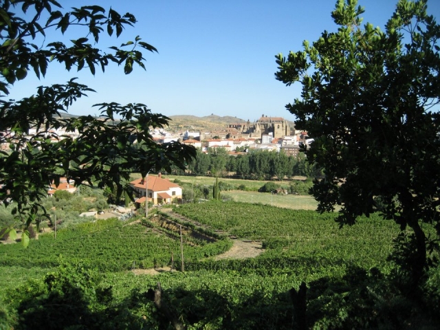  Vineyards 