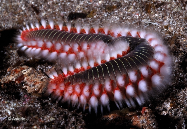  Fireworm 