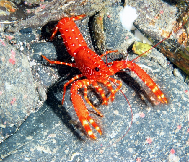 Canary Norway Lobster 