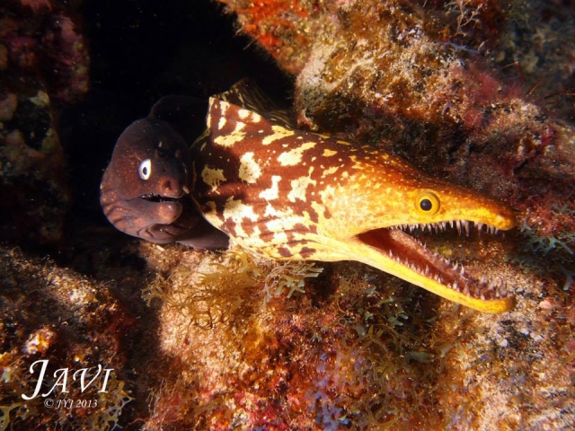  Moray eels 