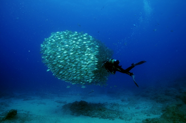  School of Roncadores 