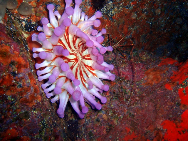  Purple Anemone 