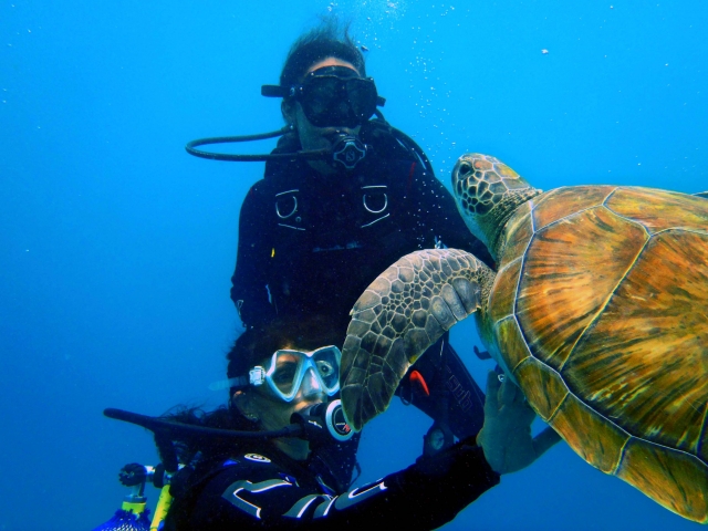  A turtle up close 