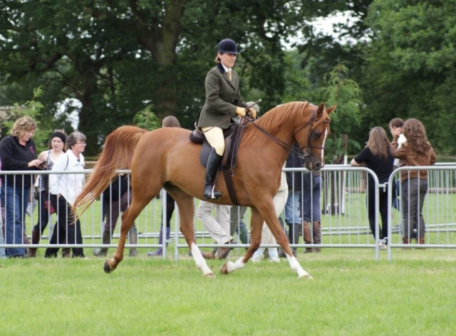 Exhibicion de equitacion