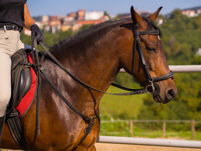 Monta a caballo en Donosti