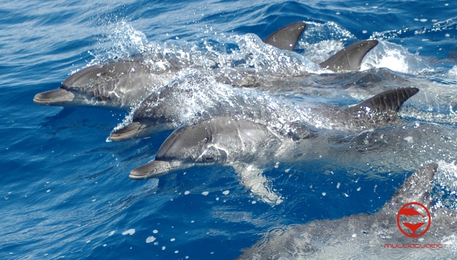 Grupo de delfines mulares