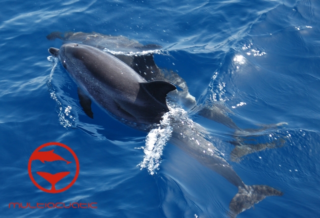 Delfines moteados