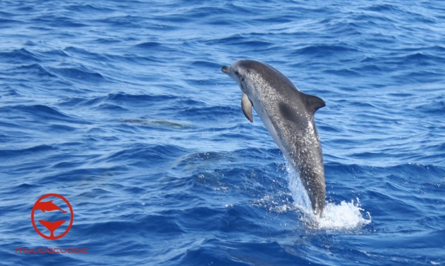 Saltito de delfin moteado