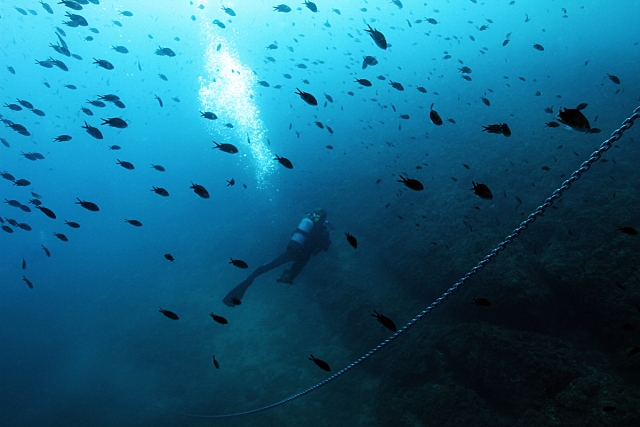 Chromis Chromis