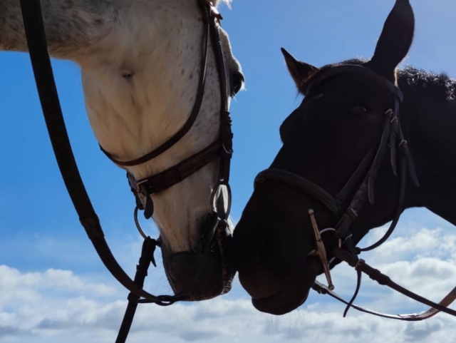 Nuestros caballos durante una experiencia ecuestre