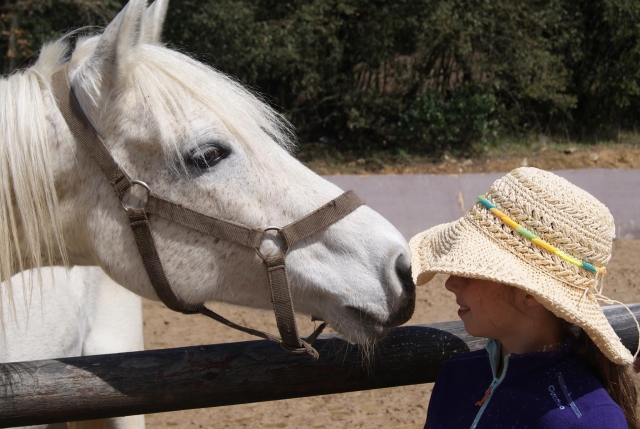 Amistad con los caballos