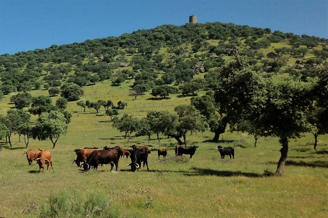 Ganado en la dehesa