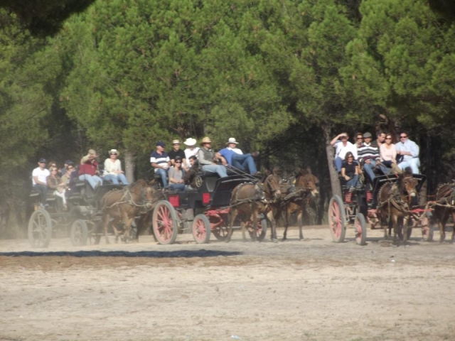 carruajes de caballos