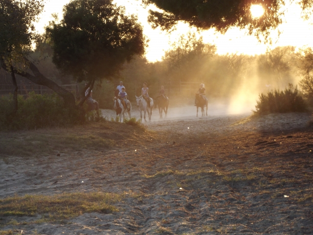 Atardece sobre los caballos