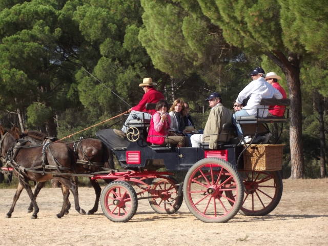 Coche de caballos en el Rocio