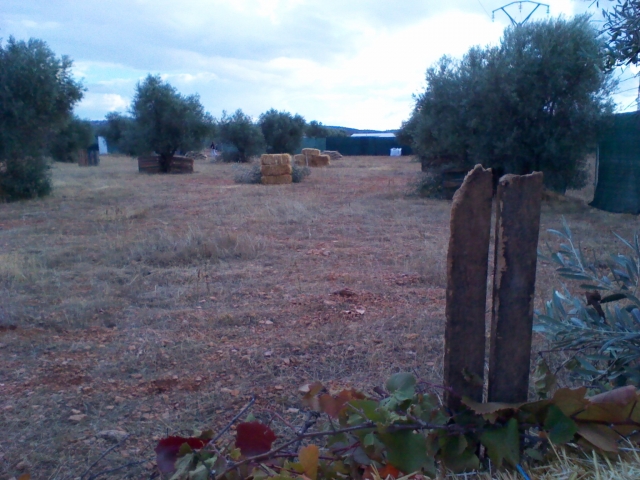 IMG_20111031_162625