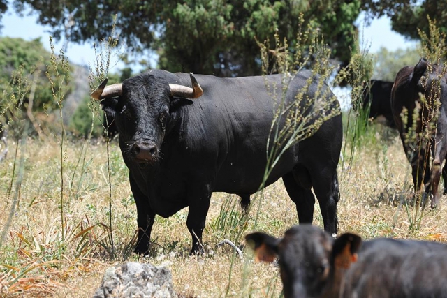  Great example of the livestock 