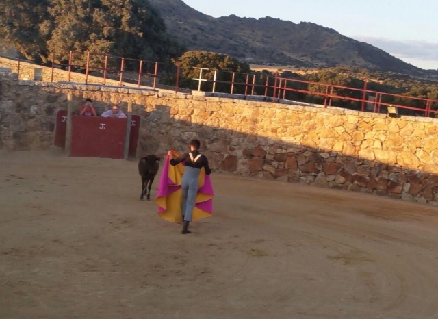  Presenting the cape to the heifer 