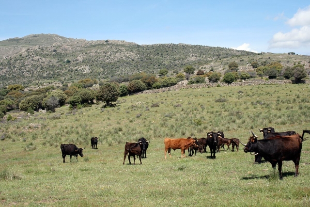  Cattle in the field 