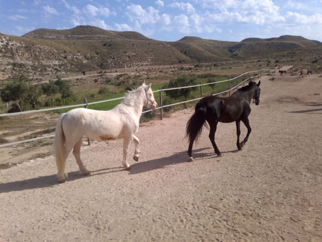 caballos