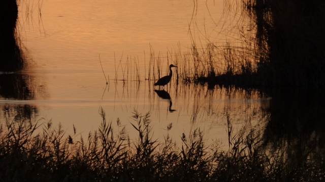 Discover ornithology 