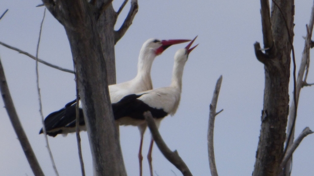  Pair of birds 
